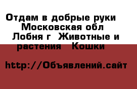 Отдам в добрые руки  - Московская обл., Лобня г. Животные и растения » Кошки   